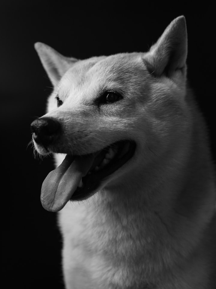 看板犬の墨